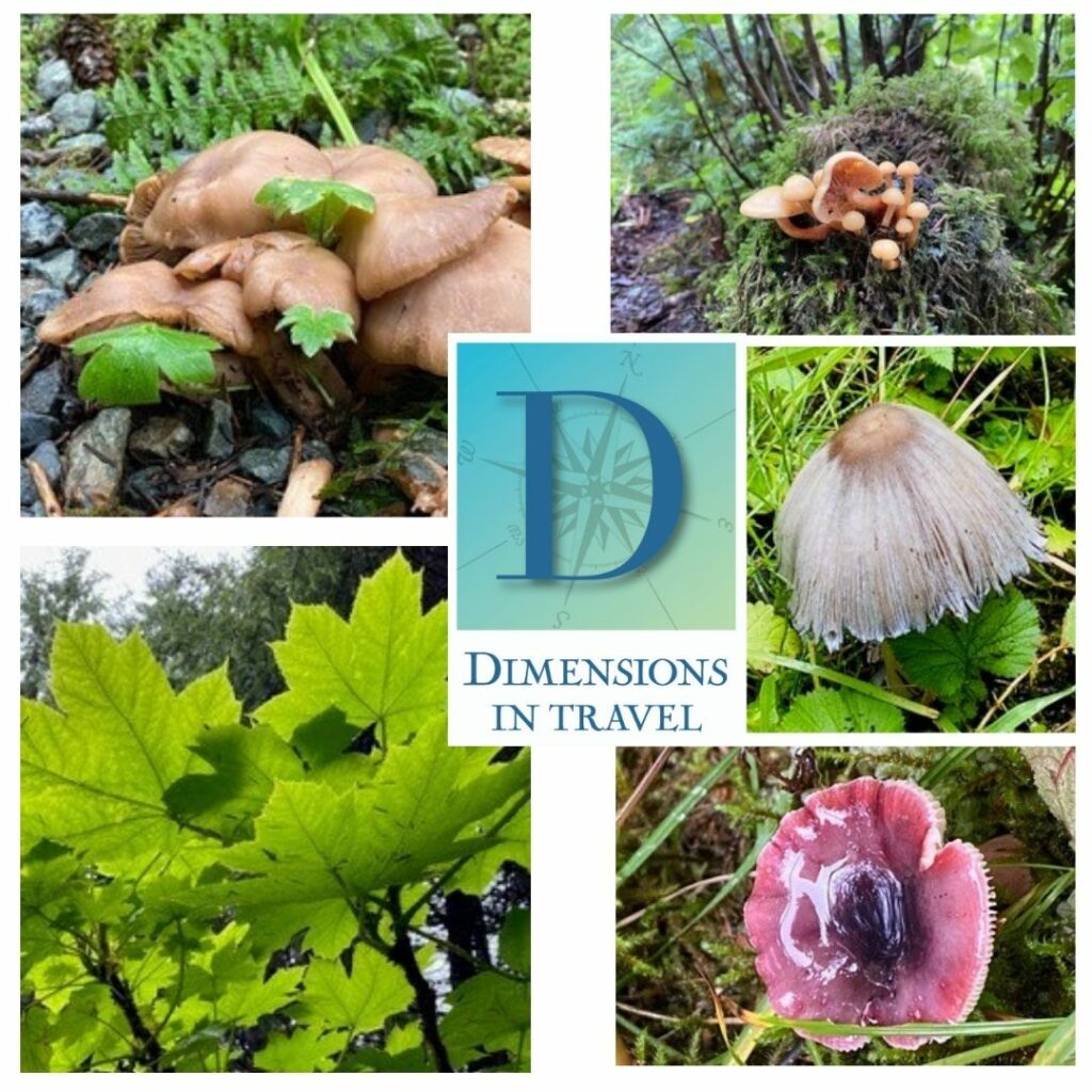 Mushrooms, Alaska