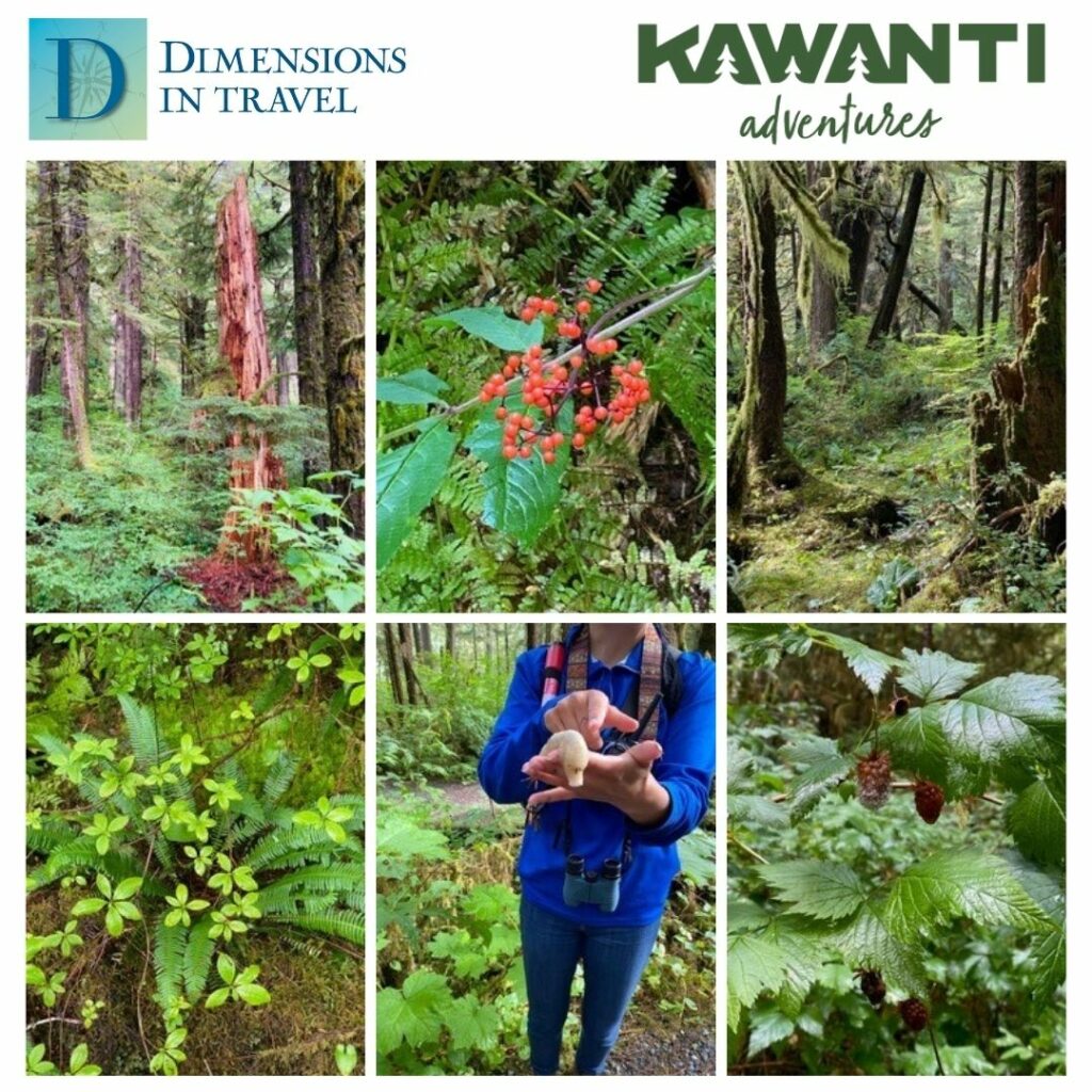 Ketchikan, Alaska rainforest Tour