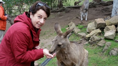 Kangaroo in Australia with Andi Cercos, Travel Consultant 