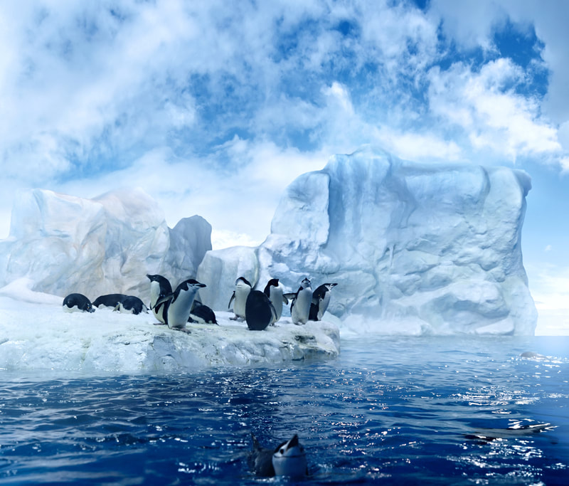 Explore Antartica Penguins