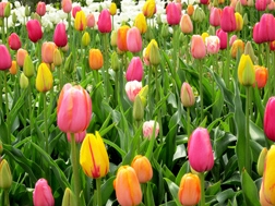 Tulips from Floriade 2012 and Keukenhof Gardens