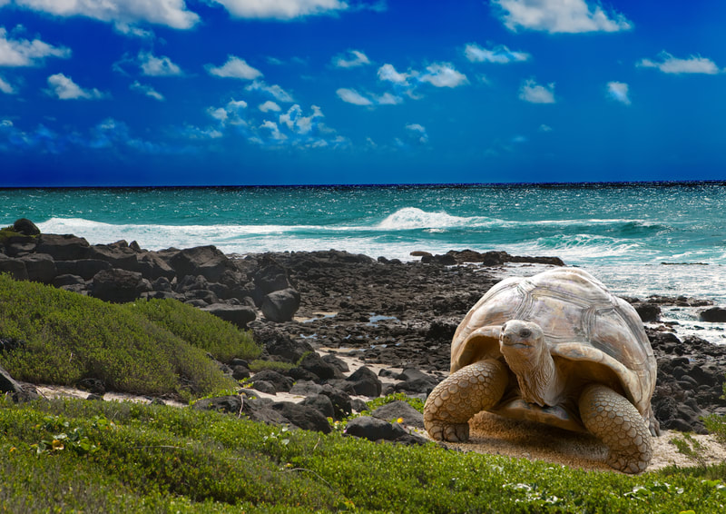 Travel the Galapagos Islands, Tortoise