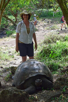 Tortoise Wildlife, Monica Fawcett, Travel Advisor