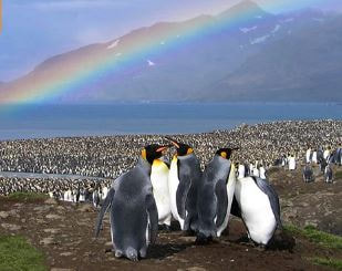 Antartica penguins with rainbow, Abercrombie & Kent