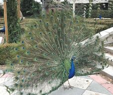 Peacocks el Retiro Park