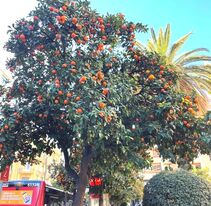 Spain, orange-tree